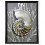 Silver Shell Ii