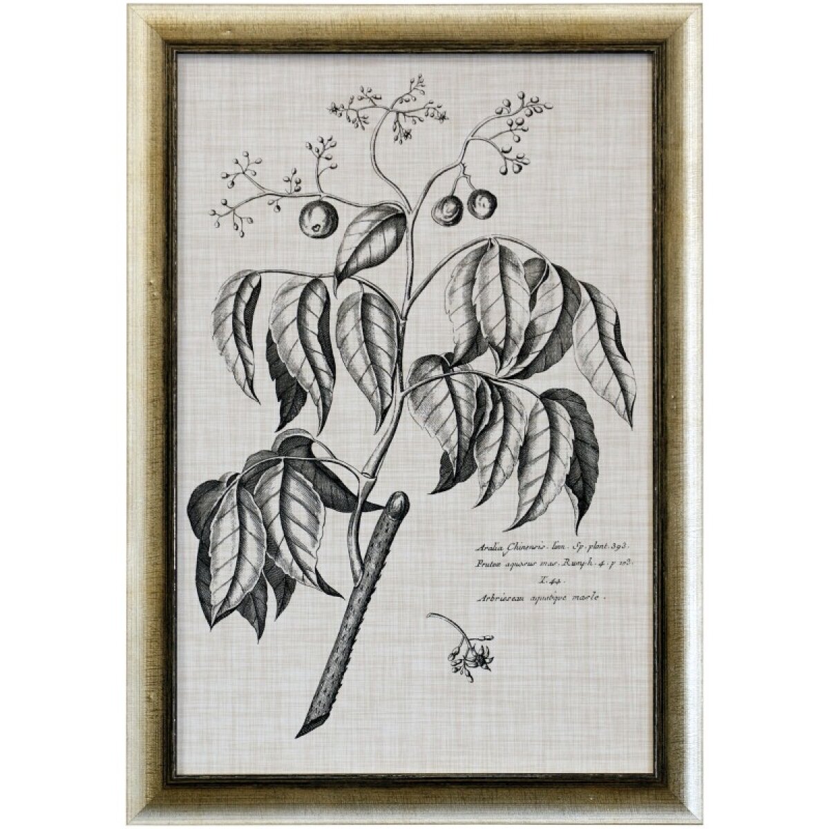 16b4bf0b3d4816111425c746f9eef30f Black & Oatmeal Botanical Ix Framed Print Under Glass - Image 1