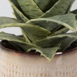 Seaside Succulents, S/2 - Image 4