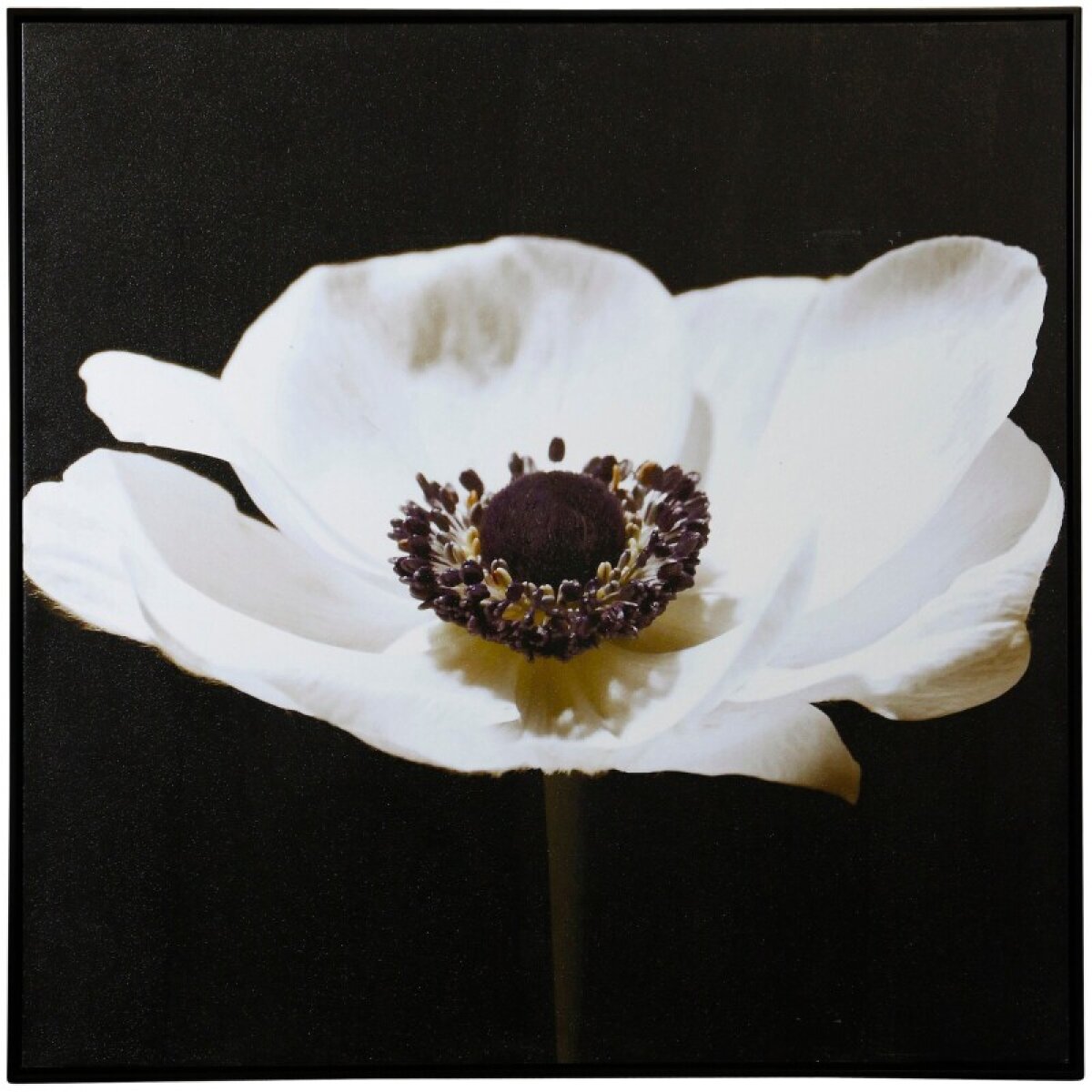 1c777ca0df572f81675cd497415603c4 Norman Wyatt Home Minimal Poppy Framed Canvas - Image 1