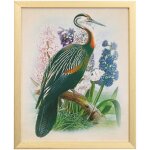 Naturalist Archive Xi Tamara Day For Stylecraft Framed Print Under Glass