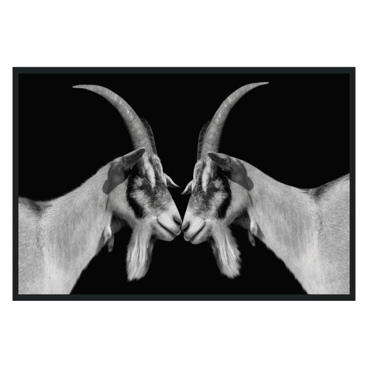 2967a9408af36c121e07e5eea4d9b1bc Goat Photography 48x72 - Image 1