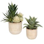 Seaside Succulents, S/2 - Image 3