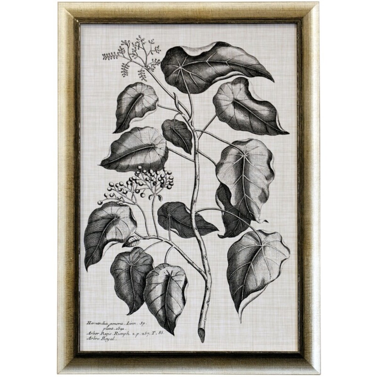 3e3d355422eec43b1b0c8fdd111ae050 Black & Oatmeal Botanical Viii Framed Print Under Glass - Image 1