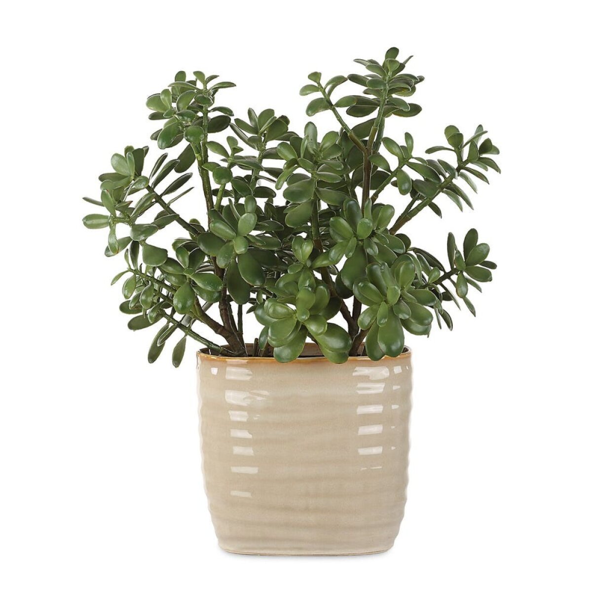40cb45585d5777405cdbdb3da21f5a62 Crassula Jade Accent - Image 1