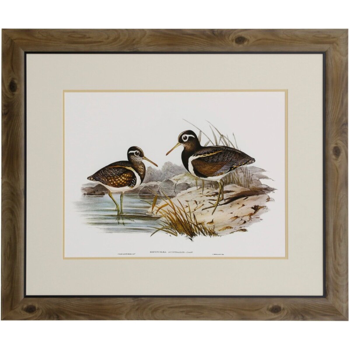 47097445eb42eed27724fbd9081bcf93 Waterbird Pairing Iii Framed Print Under Glass - Image 1
