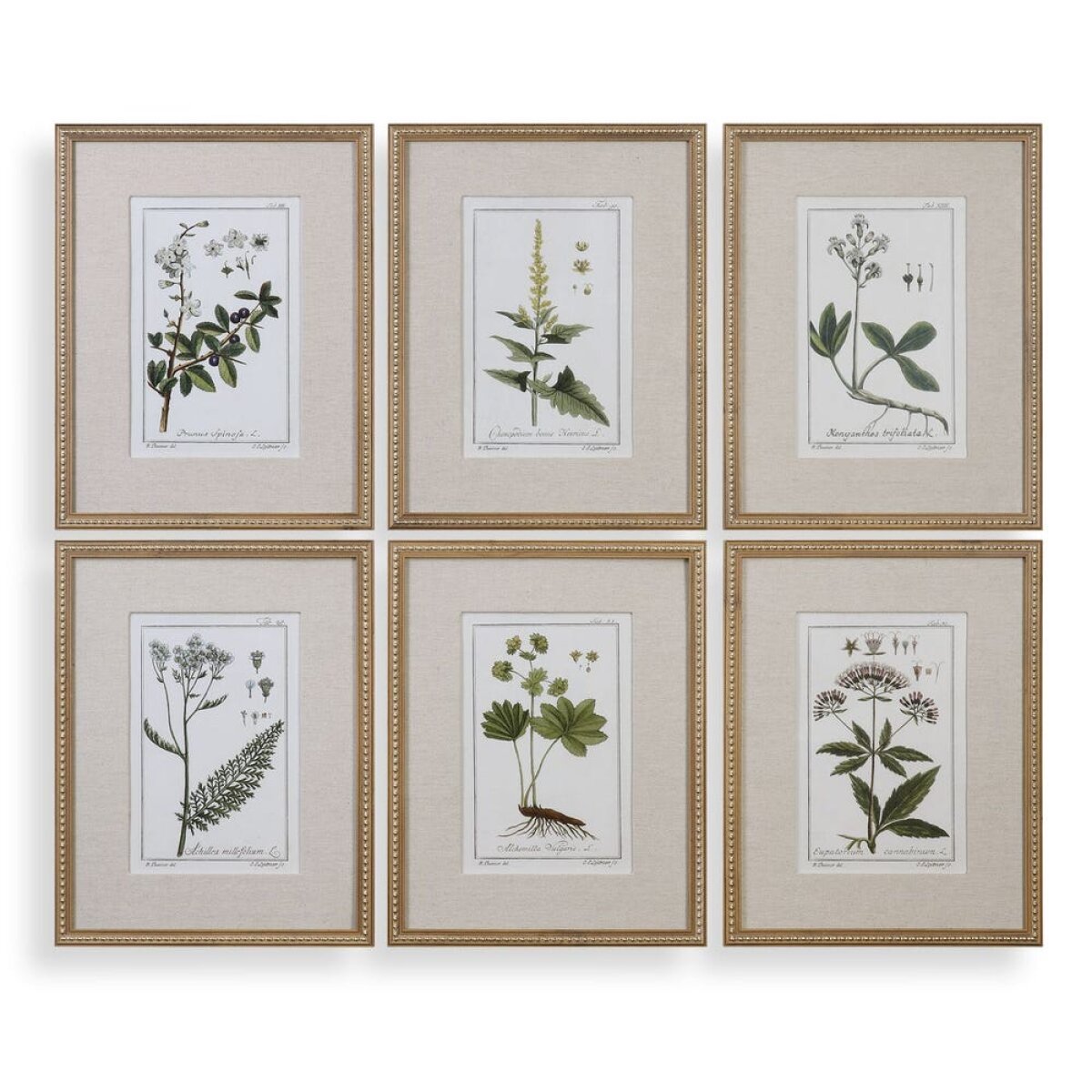 487e3d9dae790ac3bc0450ce9b388e9a Green Floral Botanical Study Framed Prints, S/6 - Image 1