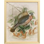 Naturalist Archive Vii Tamara Day For Stylecraft Framed Print Under Glass