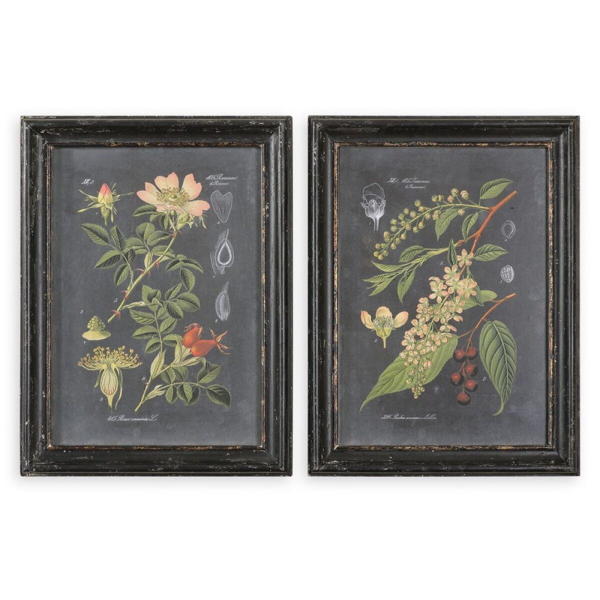 541d90664d9026b12e29afc4d38af7df Midnight Botanicals Framed Prints, S/2 - Image 1