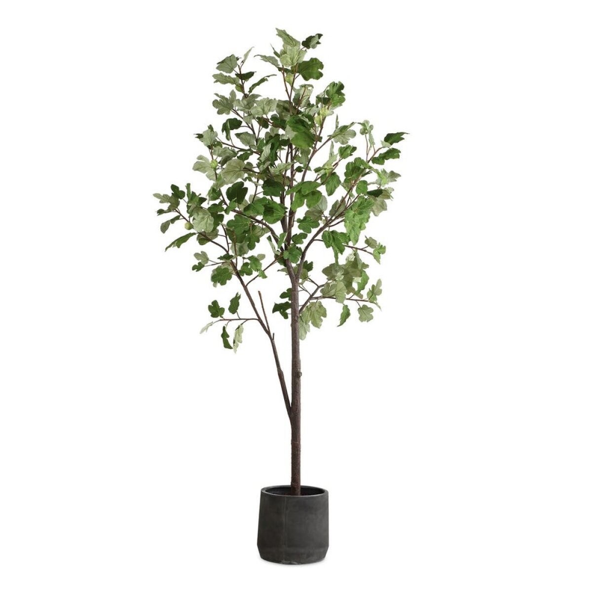 5bd7051a8b84685ef68aa255fc8346f2 Eden Potted Fig Tree - Image 1