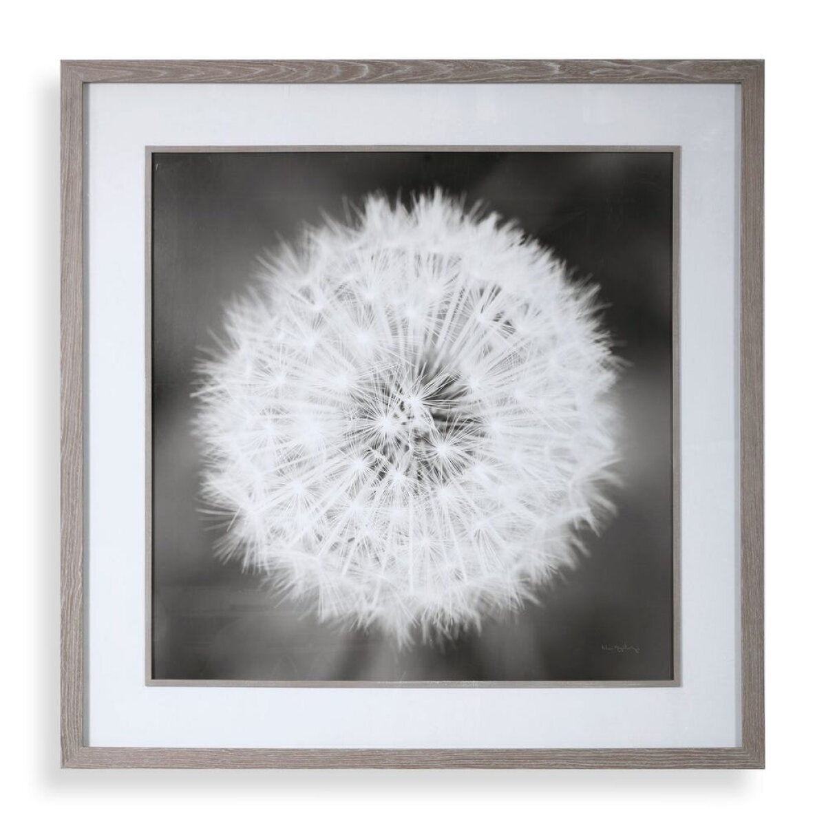 64c8518a19e61e68a1313e998e65e4dc Dandelion Seedhead Framed Print - Image 1