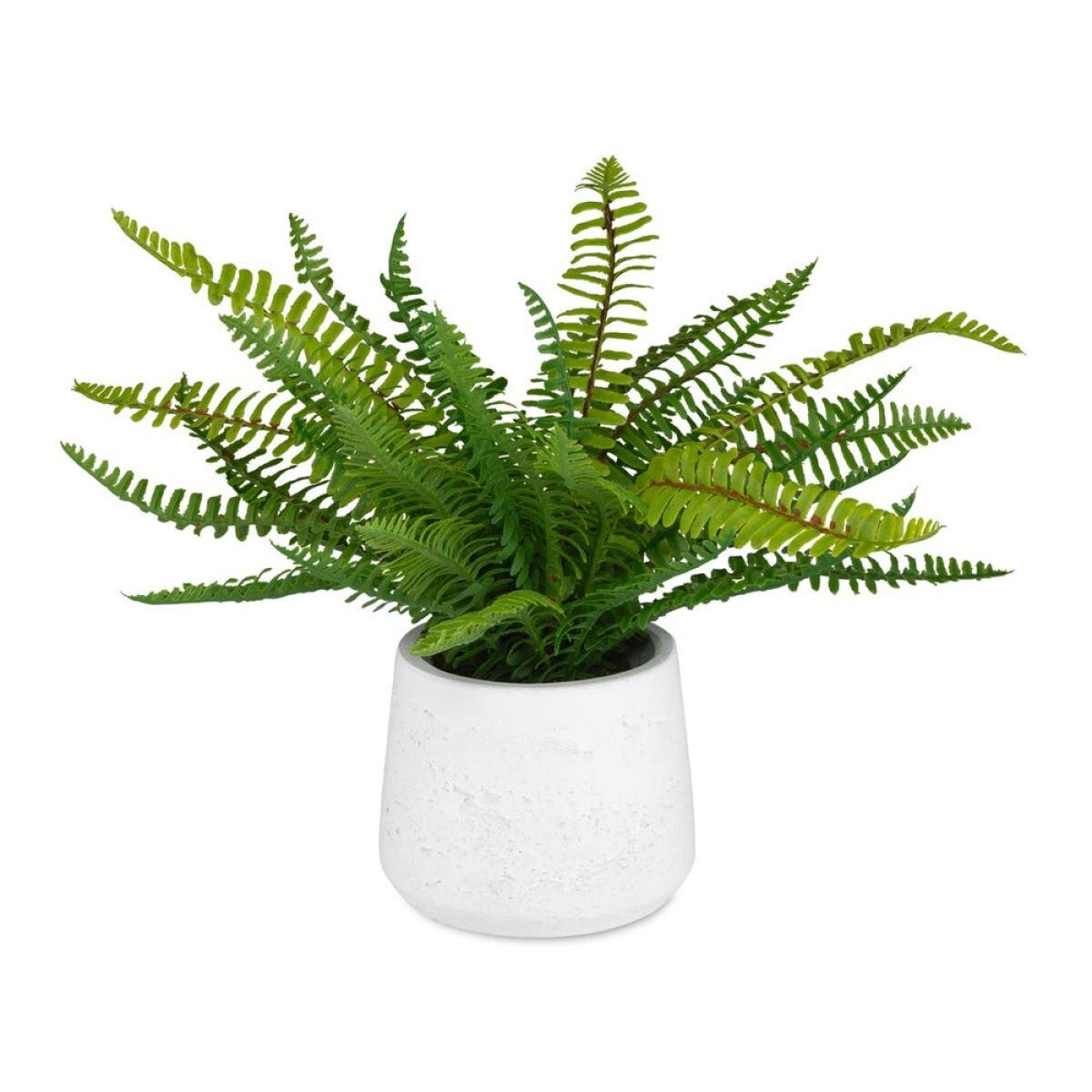 7938b643c8d6b8e77f76f70b4b9df327 Boston Fern Accent - Image 1