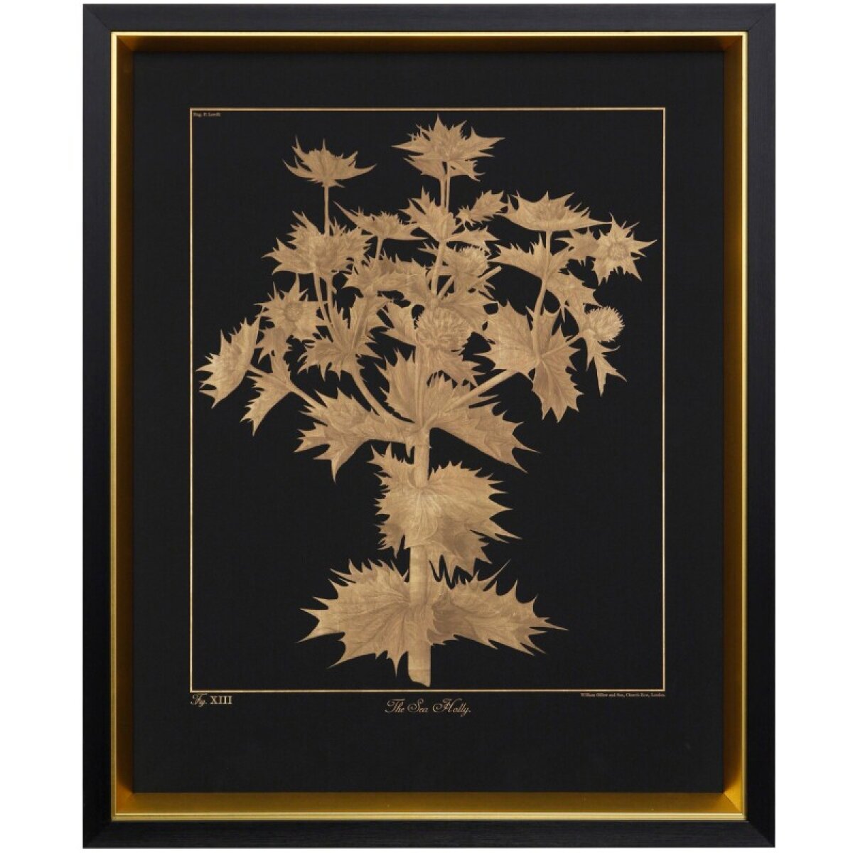 7a988db6800f32440a4aa5155944ce4f Sea Holly Framed Print Under Glass - Image 1