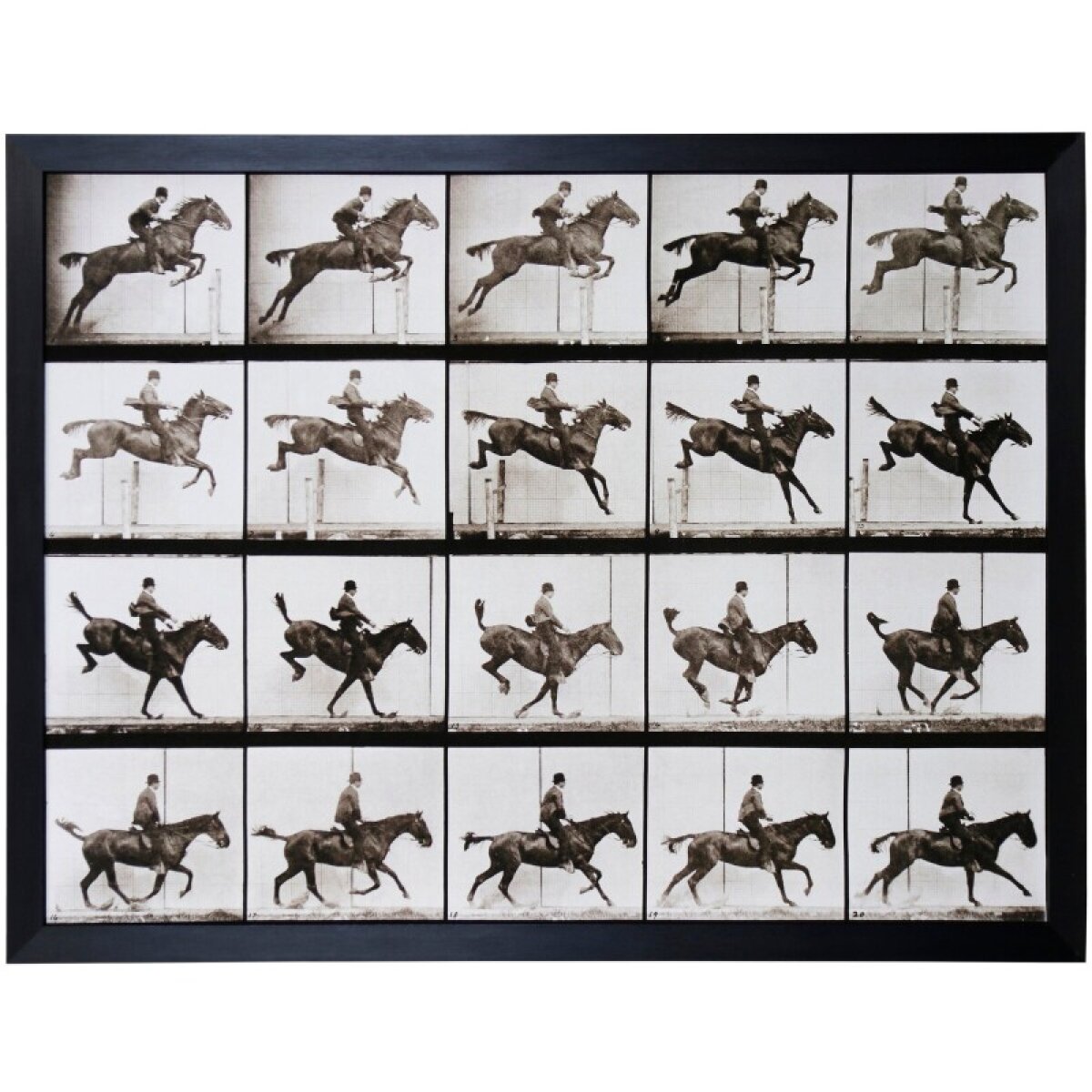 820d88c5acd0a72605401b4ce090ab45 Animal Locomotion Framed Print Under Glass - Image 1