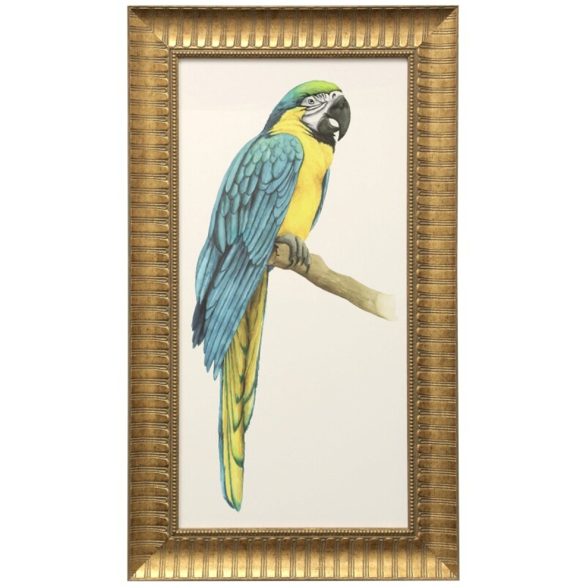 8219a119fdd14d7f319f4e104ab06c82 Teal Macaw I Framed Print Under Glass - Image 1