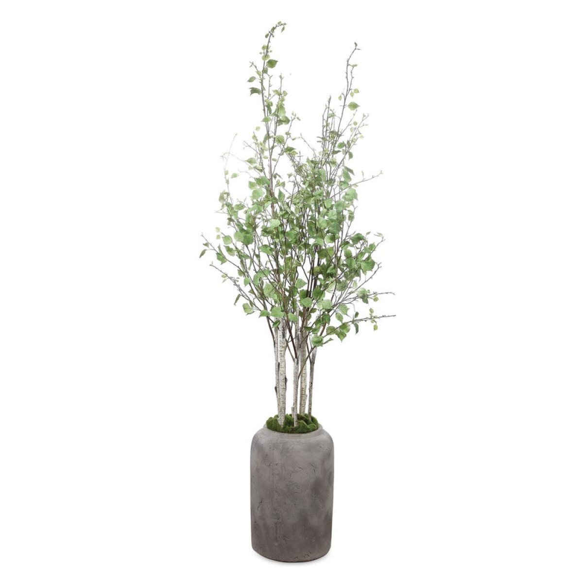 894052c056cb1618a84b172af479b2e7 Aldis Potted River Birch - Image 1