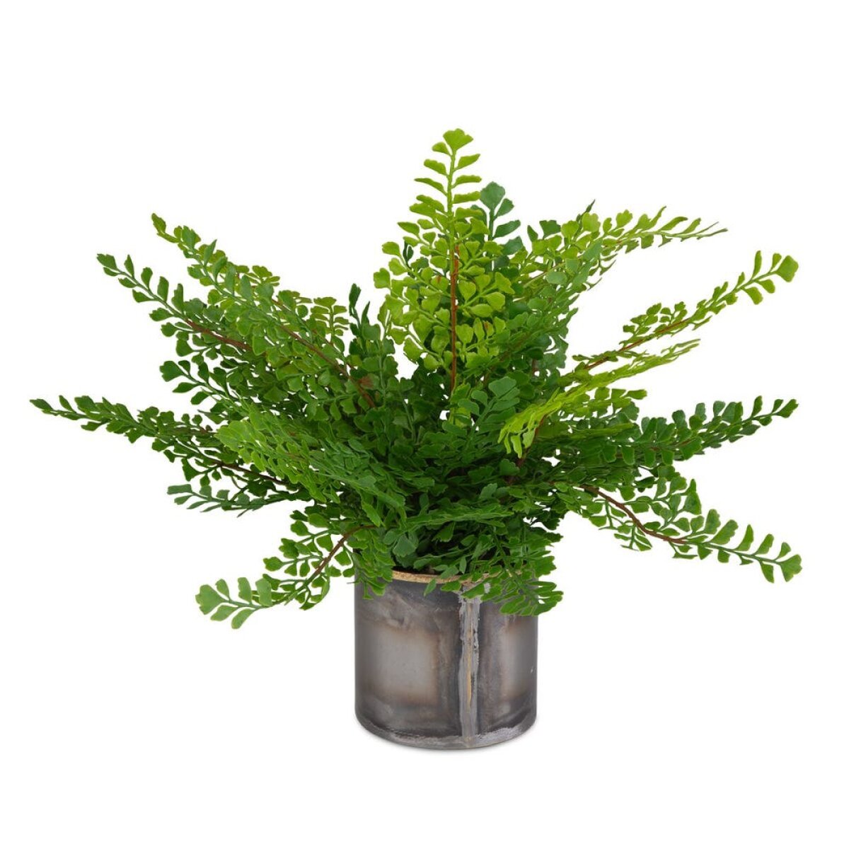 898c4e5ad5886c26fe9d959c7f35674e Maidenhair Fern Accent - Image 1