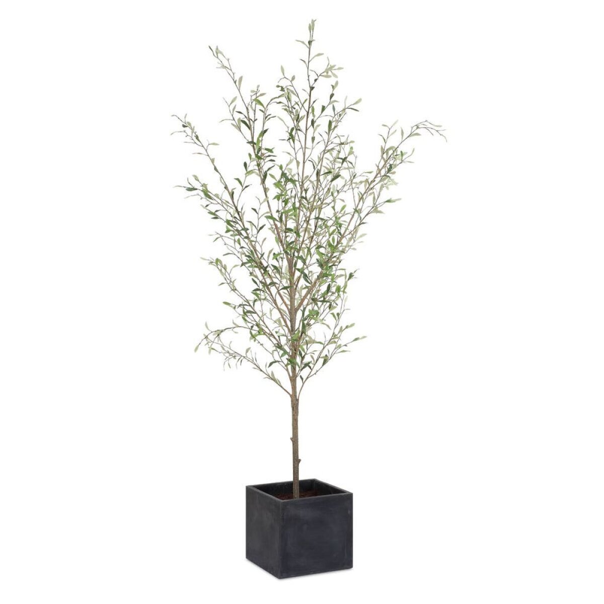 8c642d7fa6e9f620a50932a41ce5645f Abundance Potted Olive Tree - Image 1