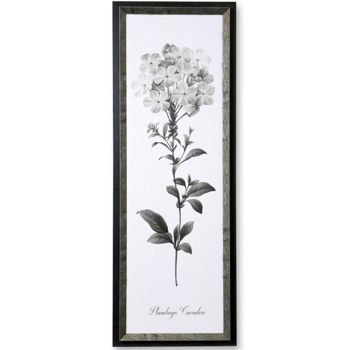 92f8ce77e10d6d47b1dbe6d2a0b65ea9 Slender Leadwort Textured Framed Print - Image 1