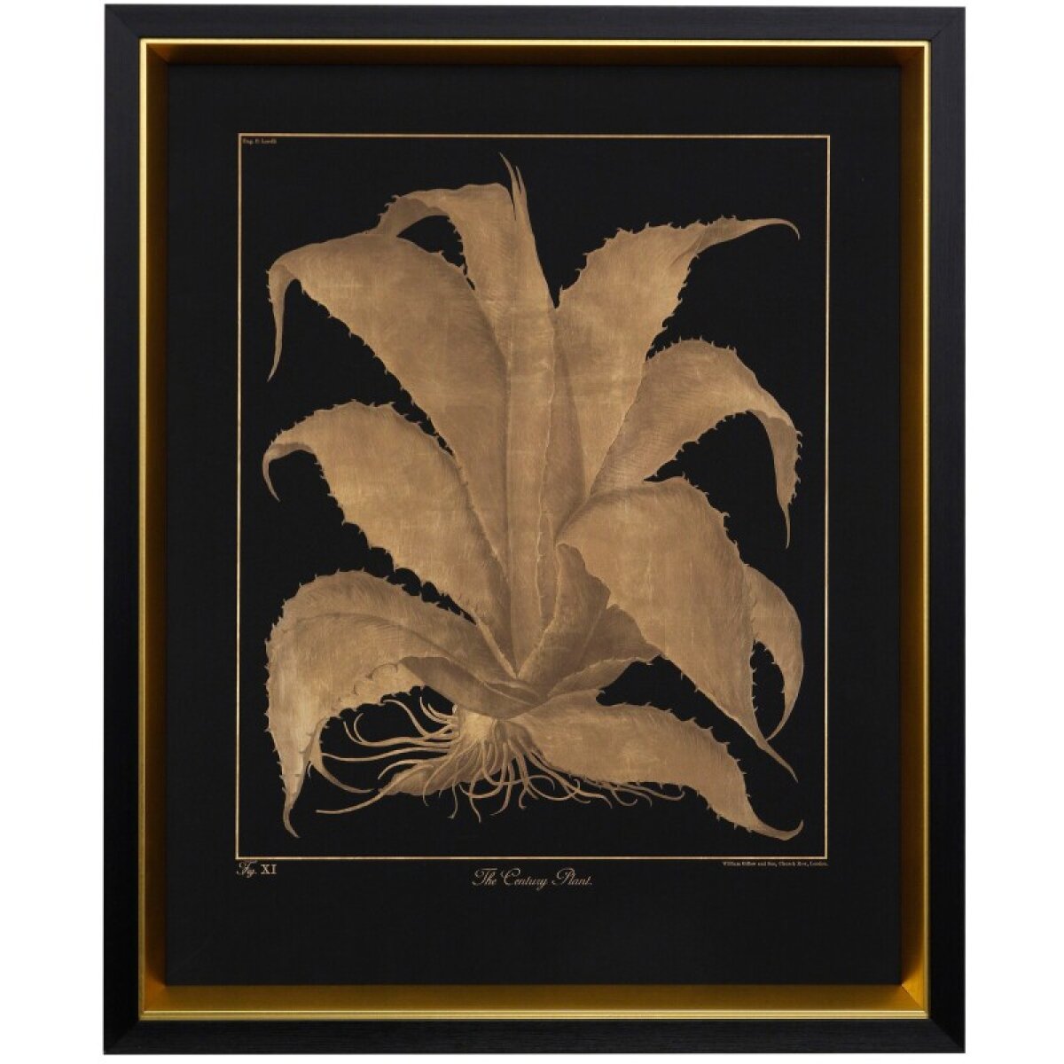 9642ebdebdb137d569f8e04ba36c5159 Century Plant Framed Print Under Glass - Image 1
