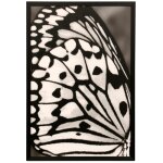 White And Black Wing I Textured Framed Print
