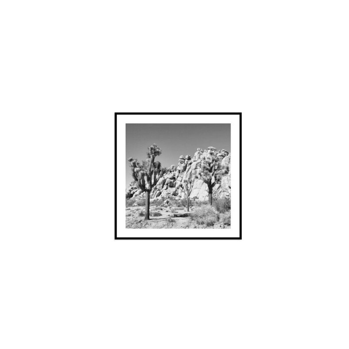 ab1ef59116ca47eb7568d4c7bb58d75d Joshua Tree - Image 1