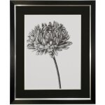 Bud Framed Print Under Glass