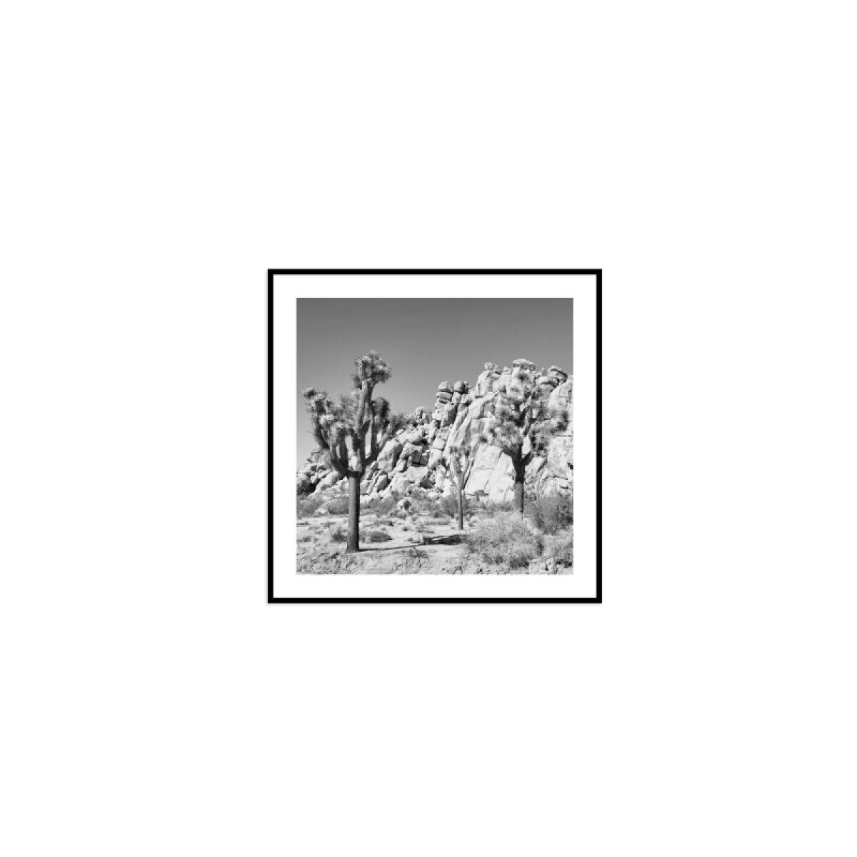 b9e78a6e247c069f1cf97634a6eced14 Joshua Tree - Image 1