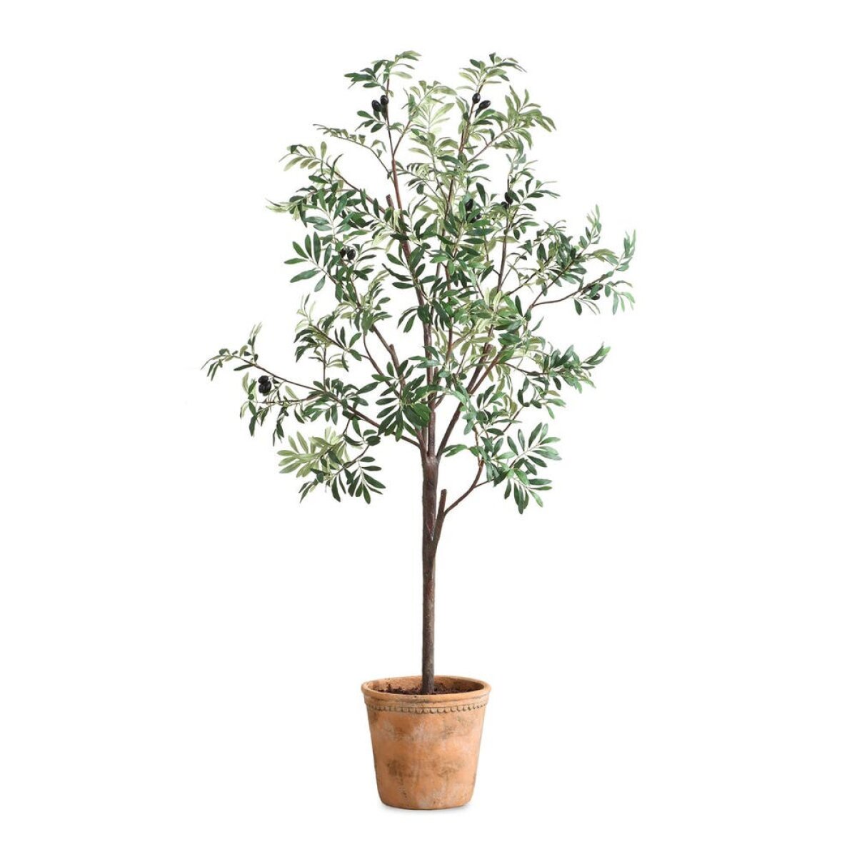 ccc778f39886c65a14a53fd8e810445c Olea Potted Olive - Image 1