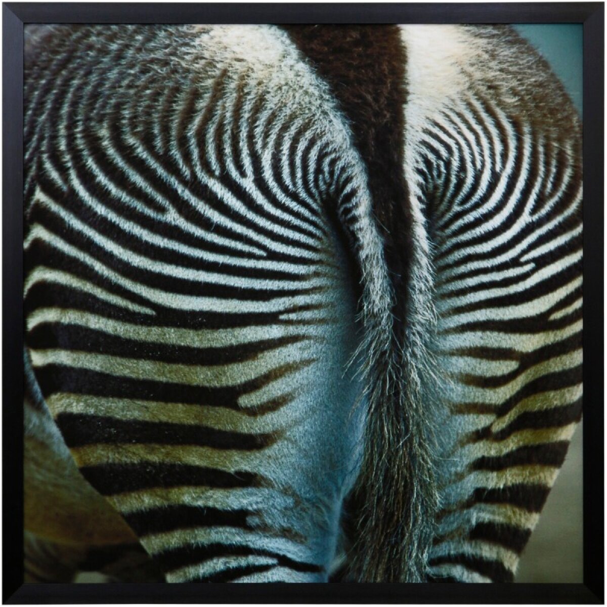 d007392a2f317cbd90166c2173efed22 Dann Foley Lifestyle Zebra By Fitzharris Framed Print Under Glass - Image 1