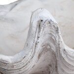 Henley Shell Sculpture - Image 4