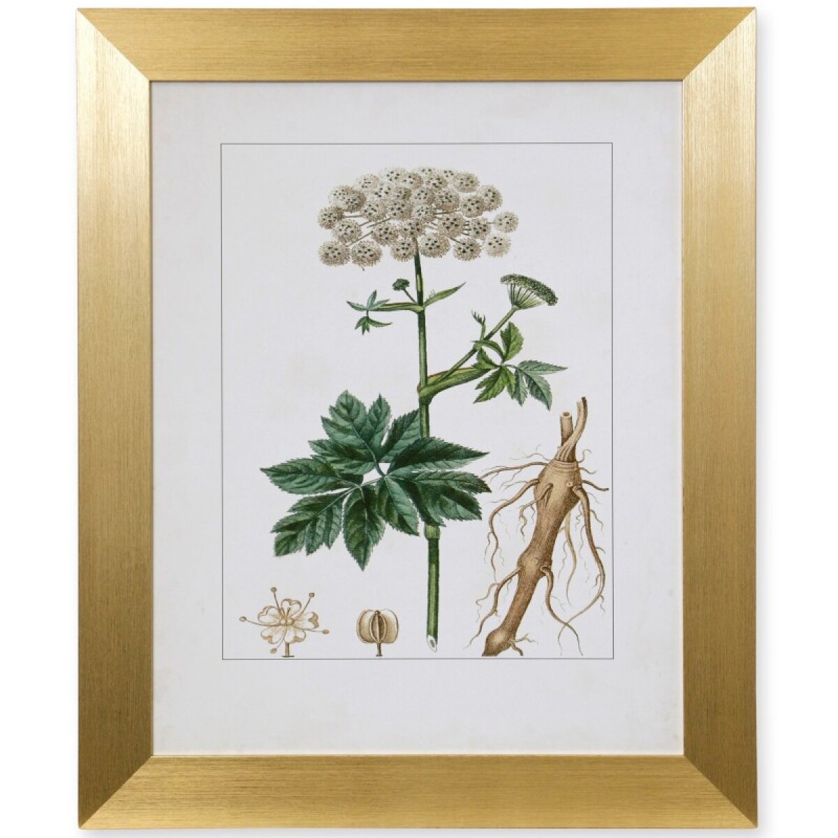 d8d47f5d8059416e3ccbe8a2df084d21 Antique Turpin Botanical I Framed Print Under Glass - Image 1