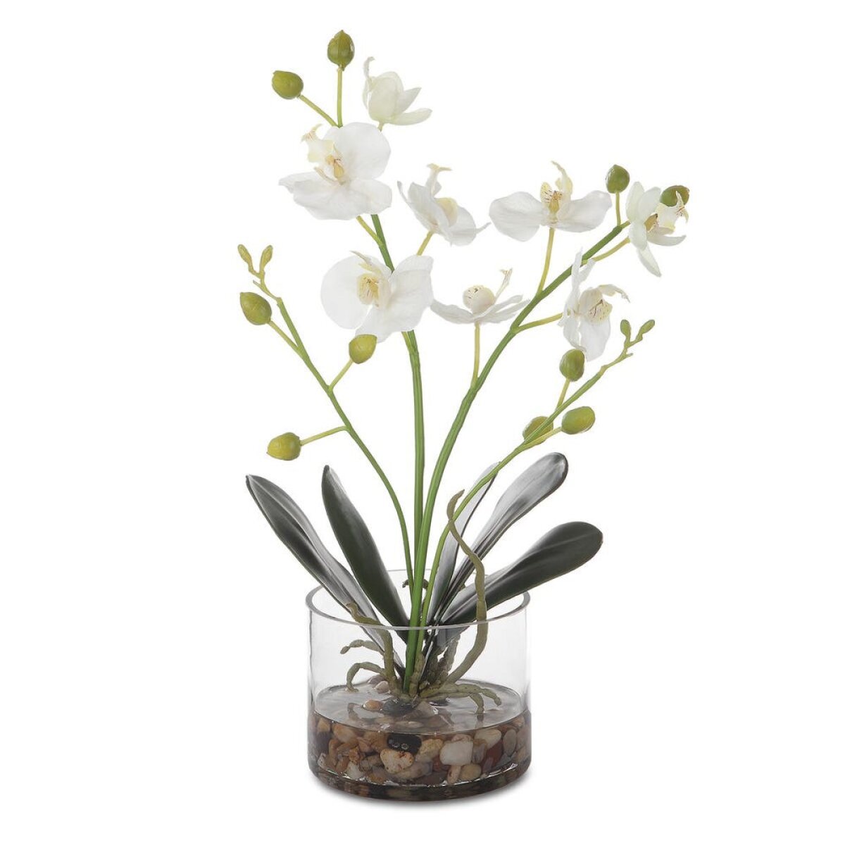 e34748f8672bd842fe02c02ae6dffd0c Glory Orchid, White - Image 1