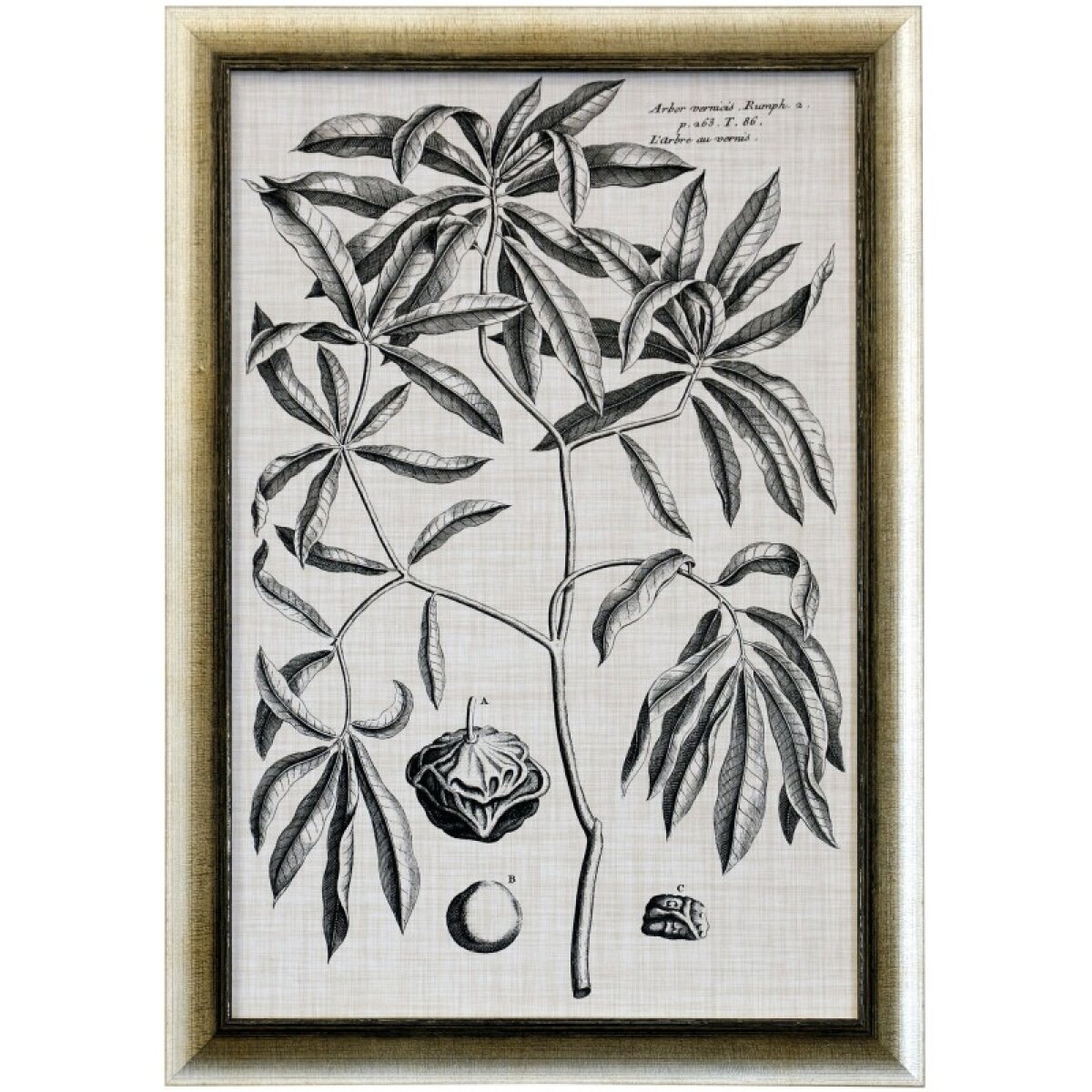 e79e4dc99ec439bbf154b192aba1754a Black & Oatmeal Botanical V Framed Print Under Glass - Image 1