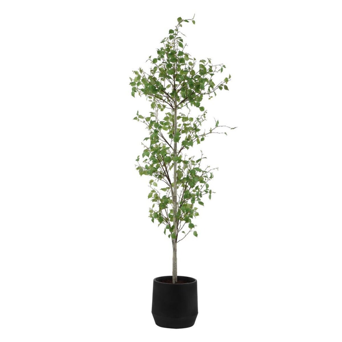15dbbe1a6e67305b348e854625feeb17 Boreal Potted Birch Tree - Image 1