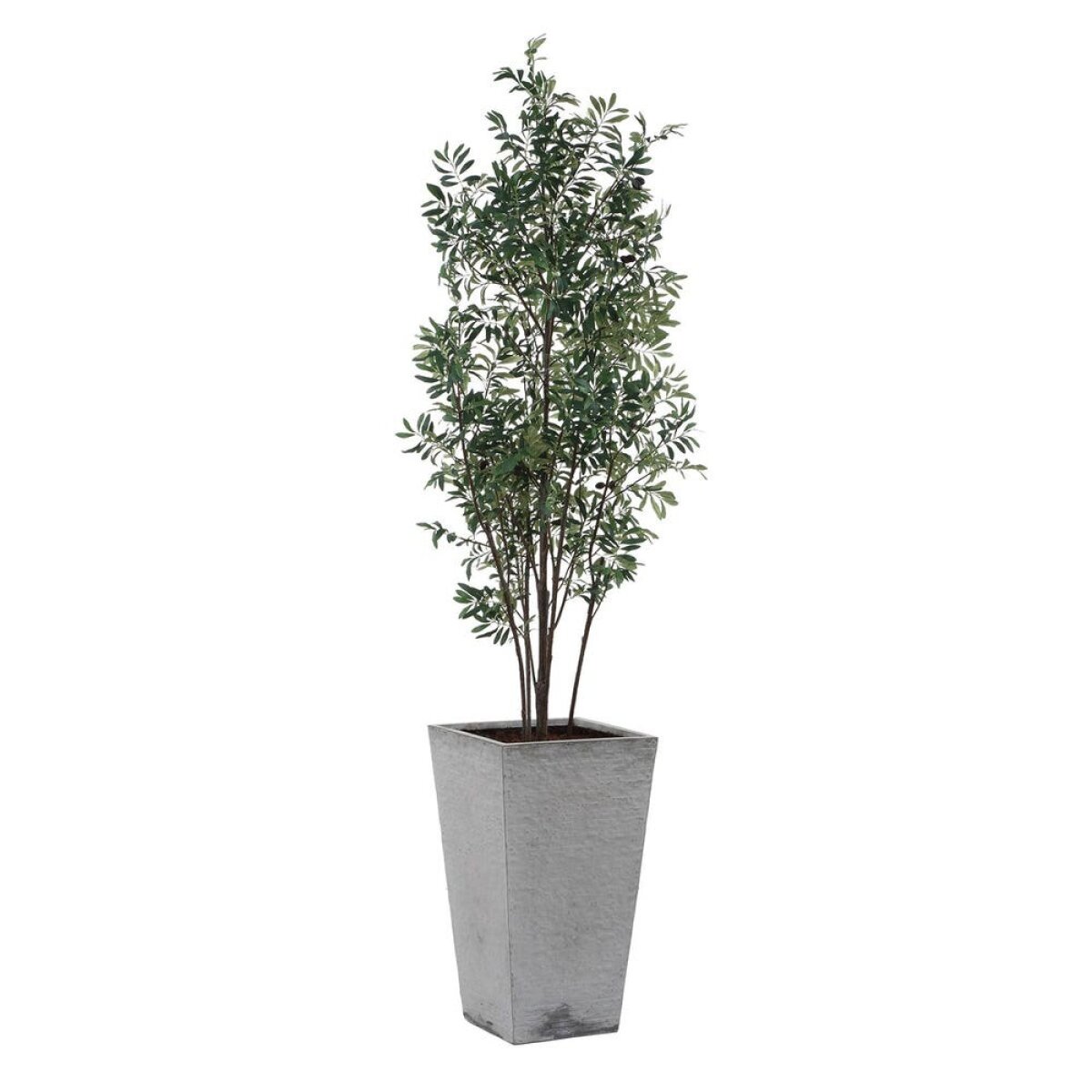 3d1fb1c5e51d5b2cecd9acecc2edc818 Sonora Olive Tree - Image 1