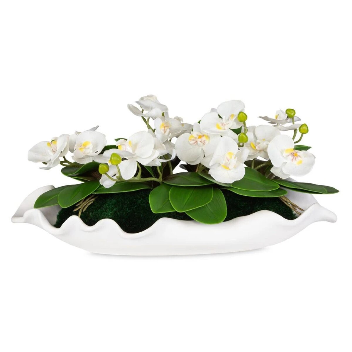 68cc6e31620109669668735abd548065 Opulence Orchid - Image 1