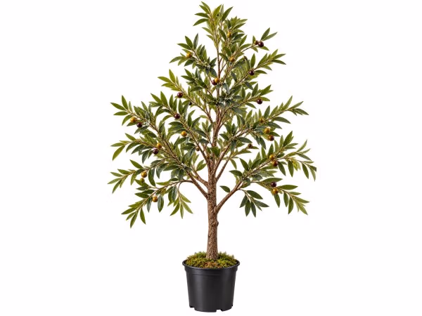 84" Olive Tree
